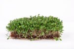 1609855139Alfalfa 1