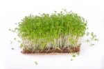 1610025185Garden-Cress-1