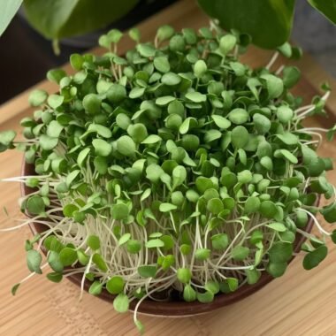 Discover the Nutritional Power of Alfalfa Microgreens