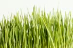 “Fresh and Vibrant Natural Wheatgrass”