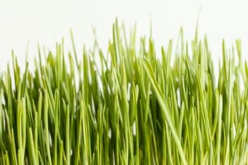 "Close-up of fresh, vibrant green wheatgrass growing naturally in sunlight."